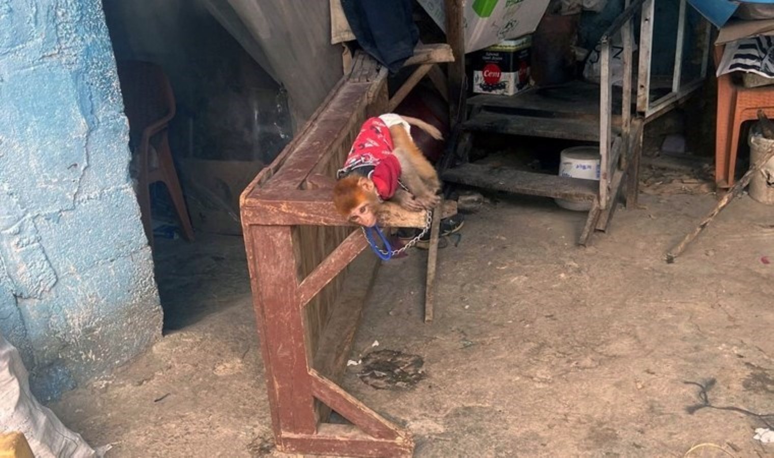 Mersin’de makak maymunu ve 3 sincap ele geçirildi