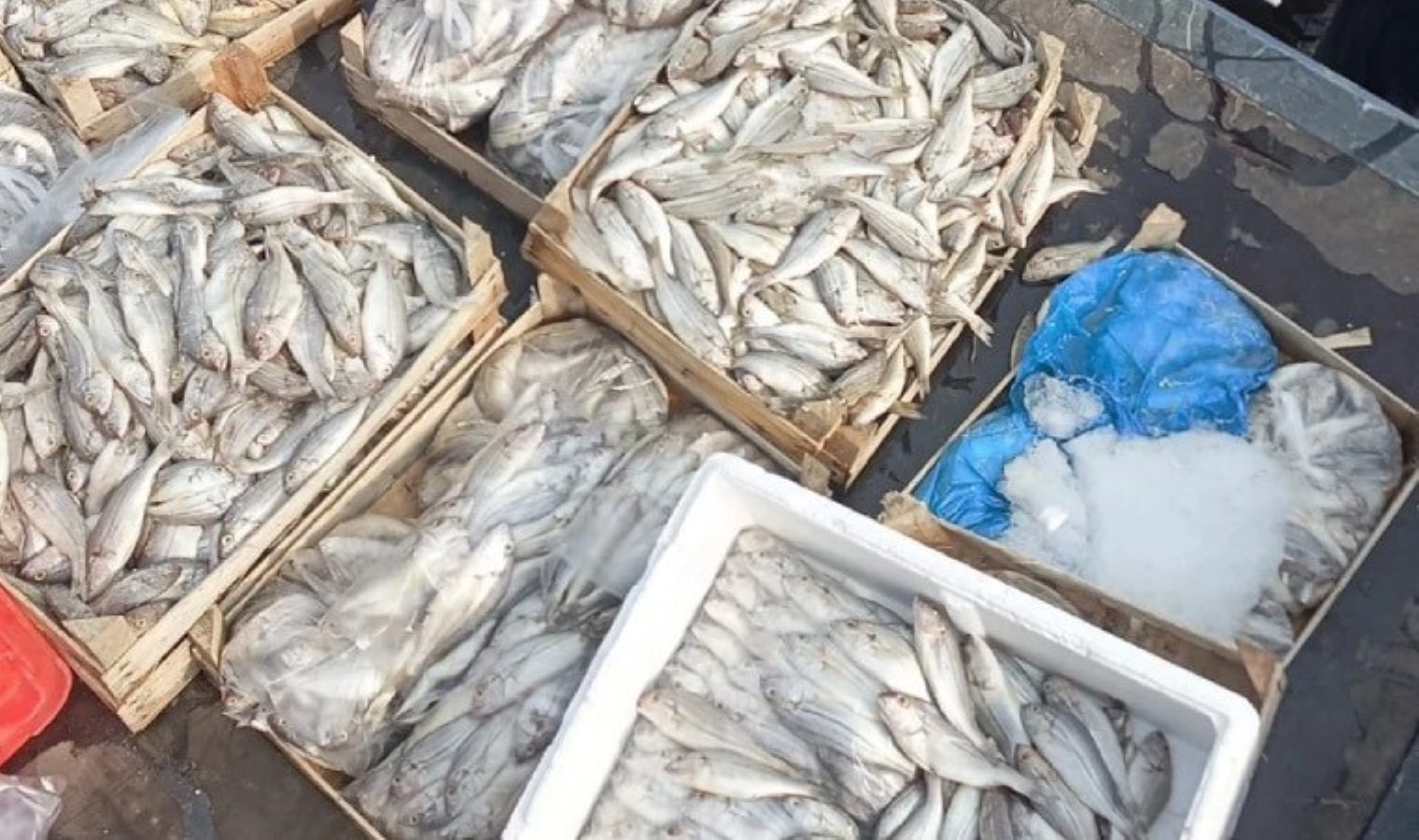 Mersin’de sağlıksız oldukları belirlenen 16 kasa balık imha edildi