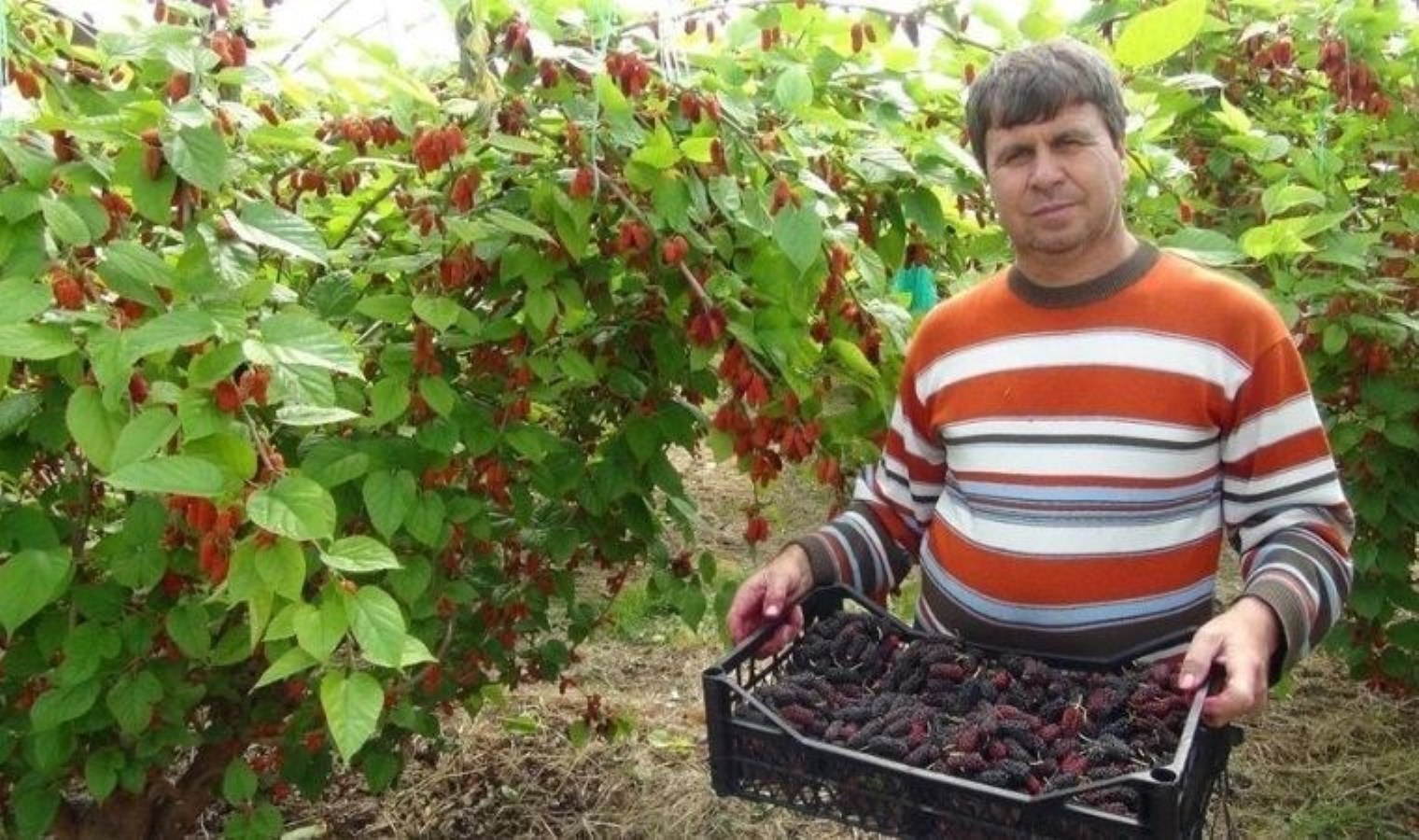 Mersin’den dünyaya ihraç ediliyor: Kilosu 100 TL