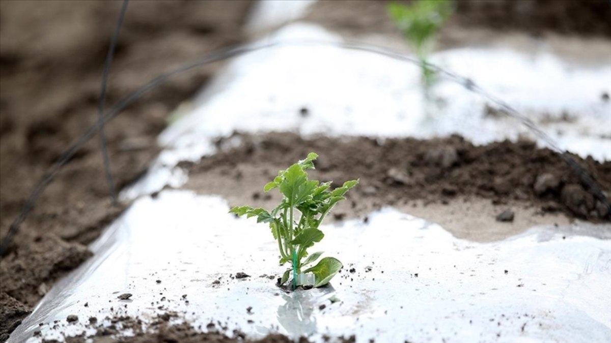 Meteorolojiden Doğu Akdeniz’e ‘zira don’ uyarısı