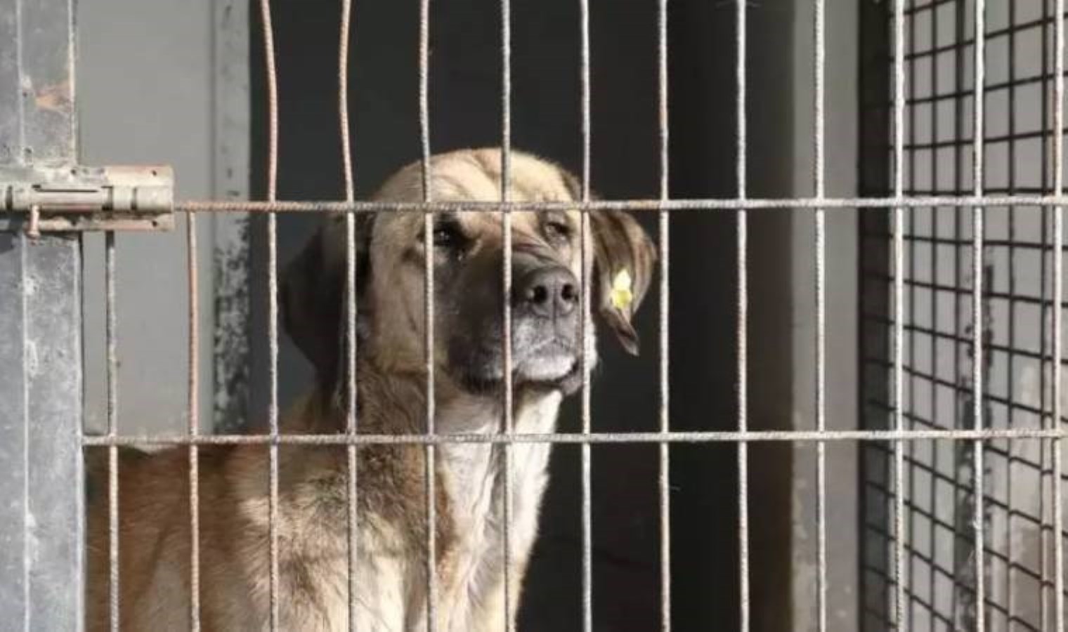 MHP’li belediyede hayvan katliamı! Barınaktaki köpekler canlı canlı gömüldü, belediye başkanı ‘kurgu’ dedi