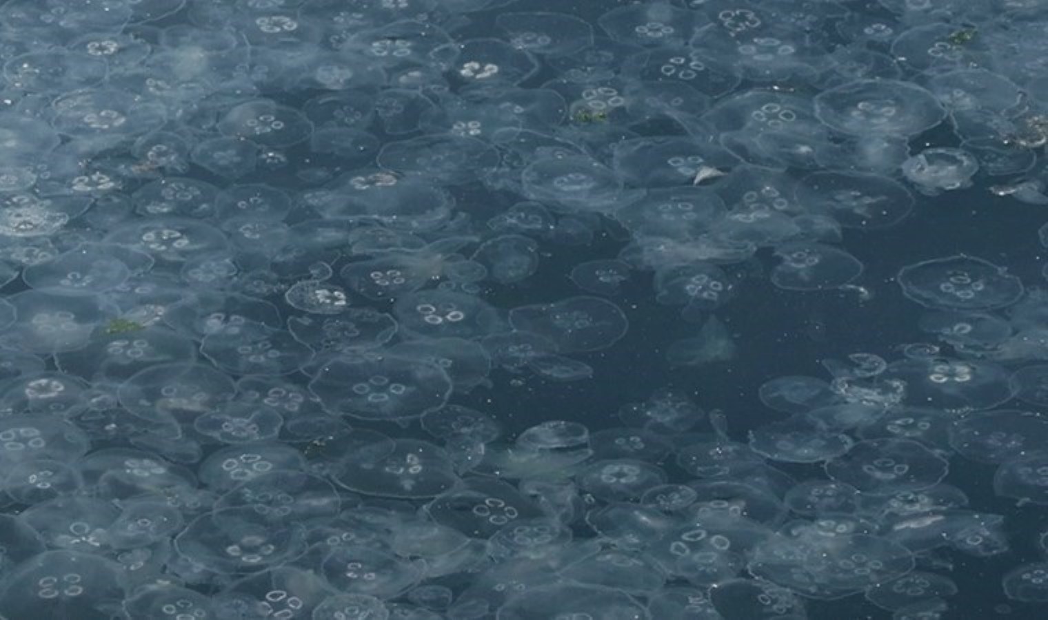 Müsilaj kabusu yeniden mi başlıyor? Marmara Denizi’nde alarm verildi!