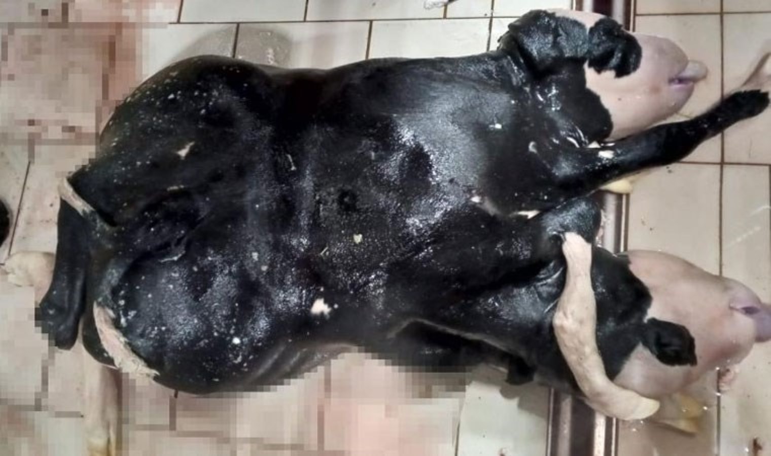 Mutasyona uğrayan buzağı, 6 ayaklı ve 2 başlı olarak doğdu