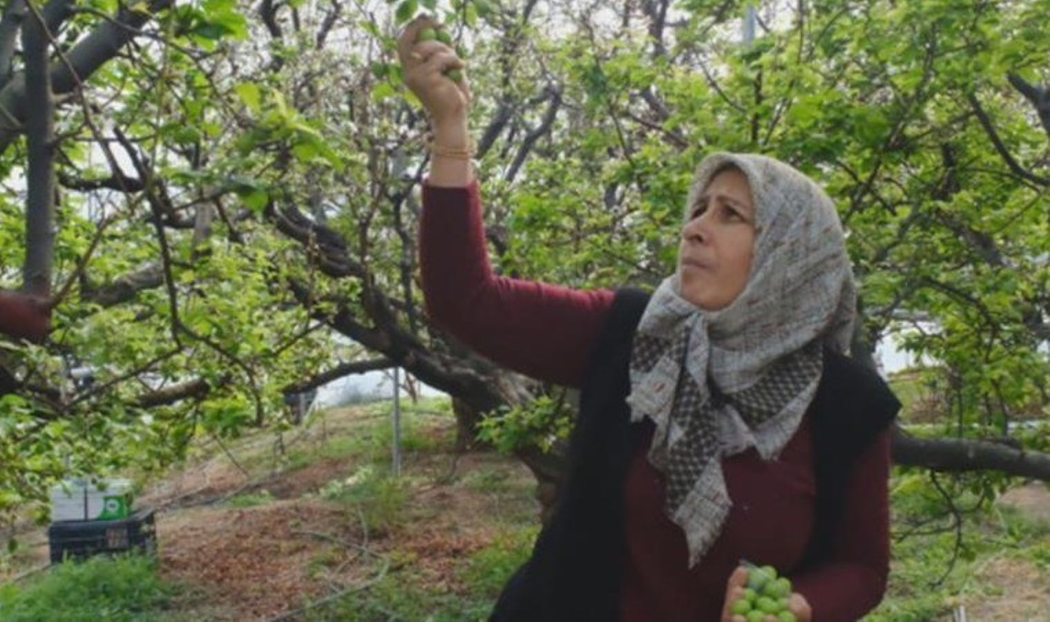 Mut’ta hasat telaşı: Kilosu 8 bin lira ama talebe yetişemiyorlar!