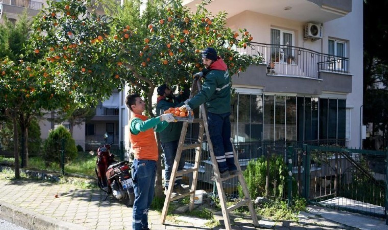 Ne tarla ne sera bu kez hasat sokakta: Günde 200 kilo toplanıyor…