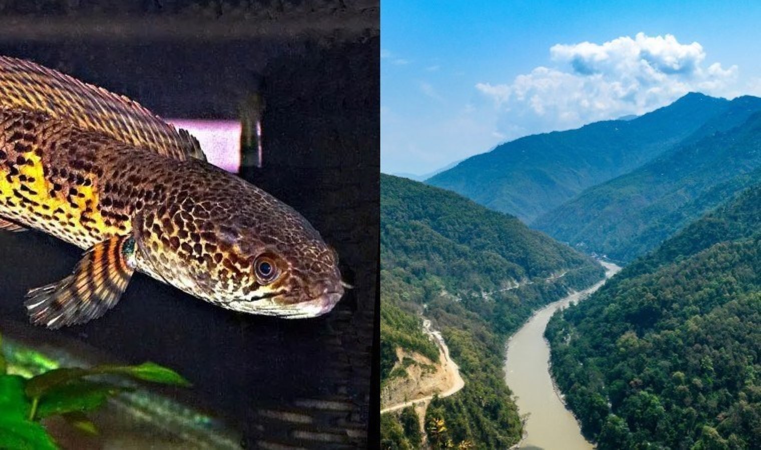 Nesli tükendi sanılan bir balık türü, bir asır sonra yeniden görüldü