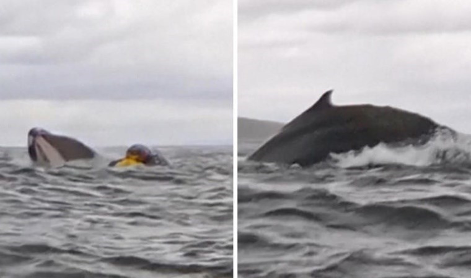 Okyanusta tehlikeli karşılaşma: Dev balinanın ağzından kurtuldu