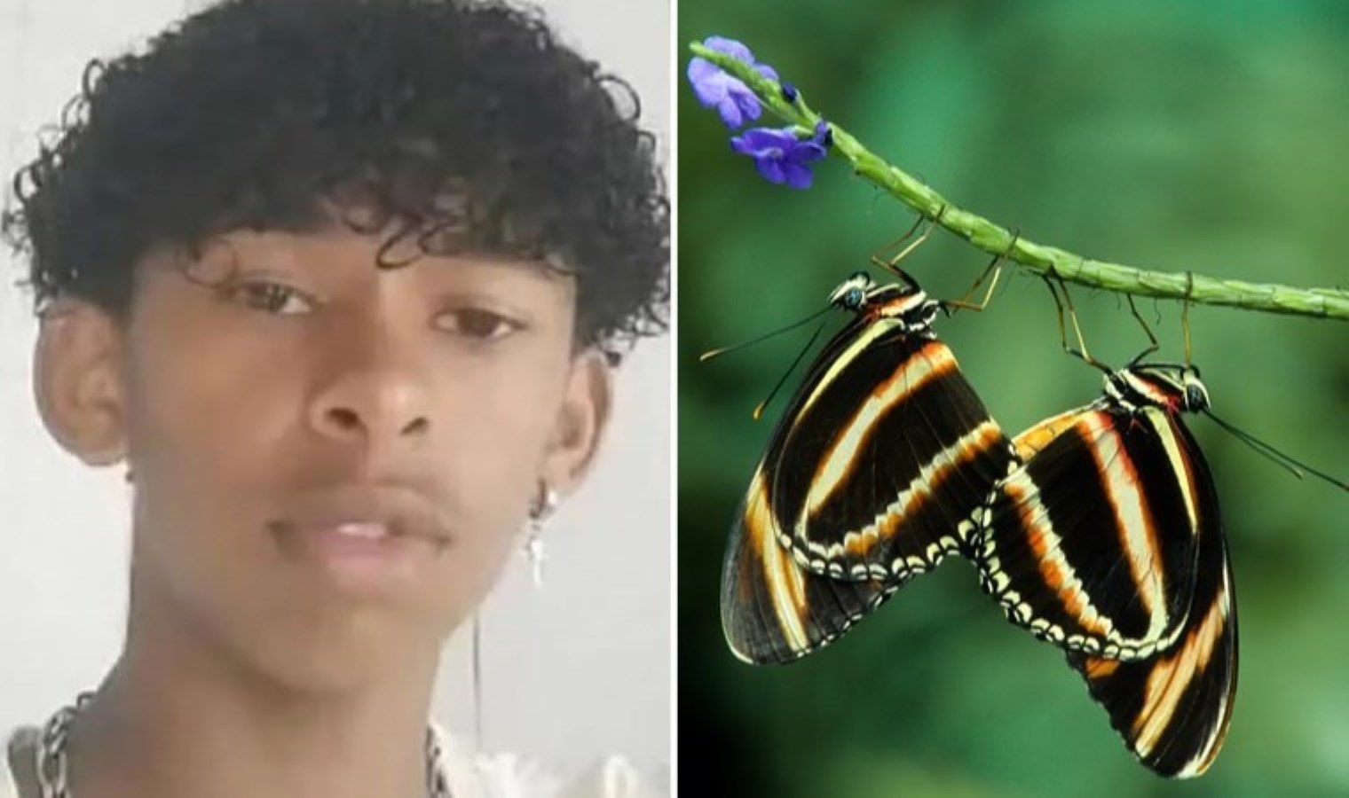 Ölümcül deneyin kurbanı oldu: Brezilyalı genç, kelebek zehriyle can verdi