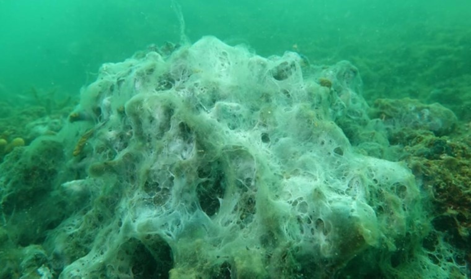 Prof. Dr. Sarı, Marmara Denizi’ndeki felaketin görüntülerini paylaştı: Müsilaj yoğunlaşıyor!