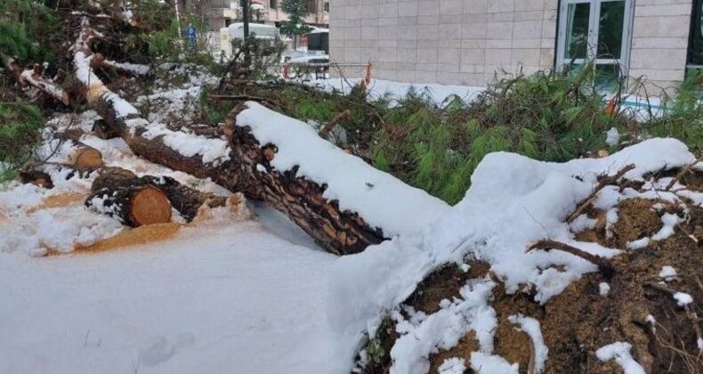 Samsun’da karın ağırlığına dayanamayan çam ağacı devrildi