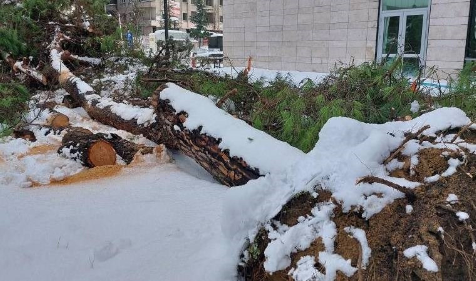 Samsun’da karın ağırlığına dayanamayan çam ağacı devrildi