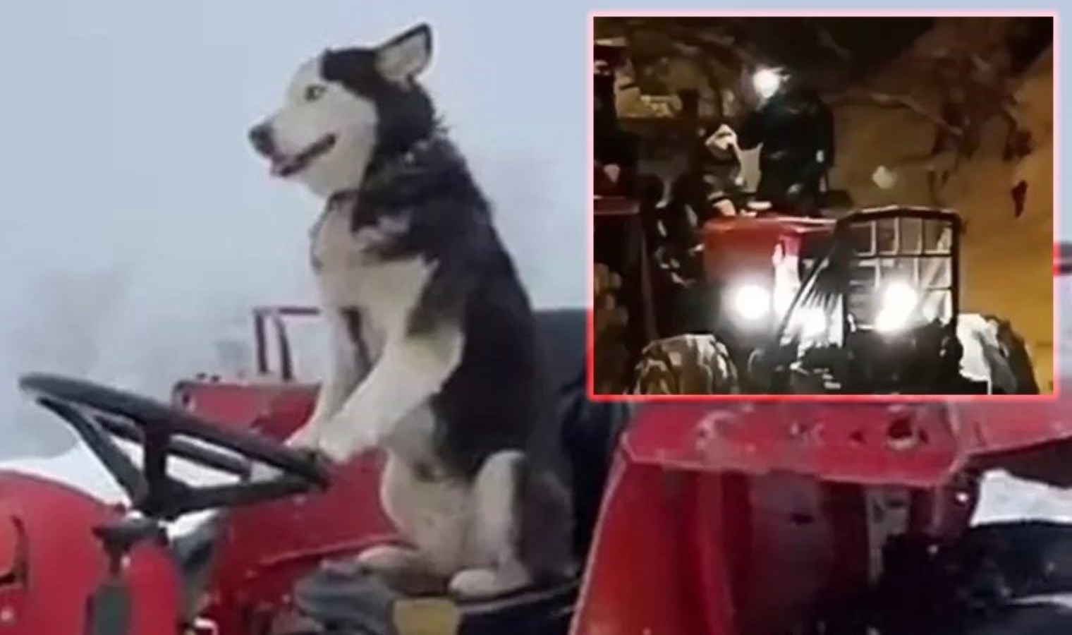 Sibirya kurdu ‘Çakır’ traktör sürdü: Yurttaşlar arkasında kızak keyfi yaptı!