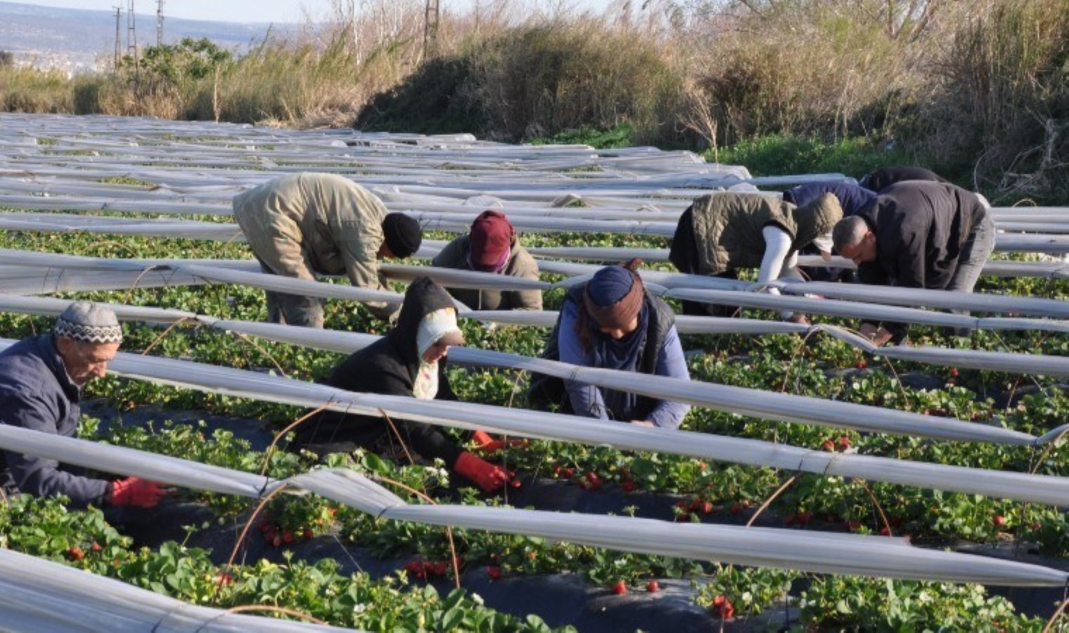 Silifke’de hasat başladı: 12 bin dönüm alanda yetişiyor! Kilosu 110 TL…