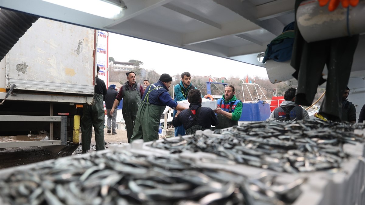 Soğuktan kaçtılar! Kırklareli’de İğneada açıklarında hamsi bolluğu yaşanıyor