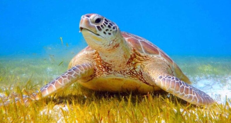 Son bir ayda ikinci vaka: Bodrum sahilinde ölü caretta caretta bulundu