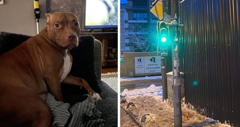 Sosyal medya bu olayı konuşuyor: Kadıköy’de akıma kapılan köpek ‘Rose’ hayatını kaybetti