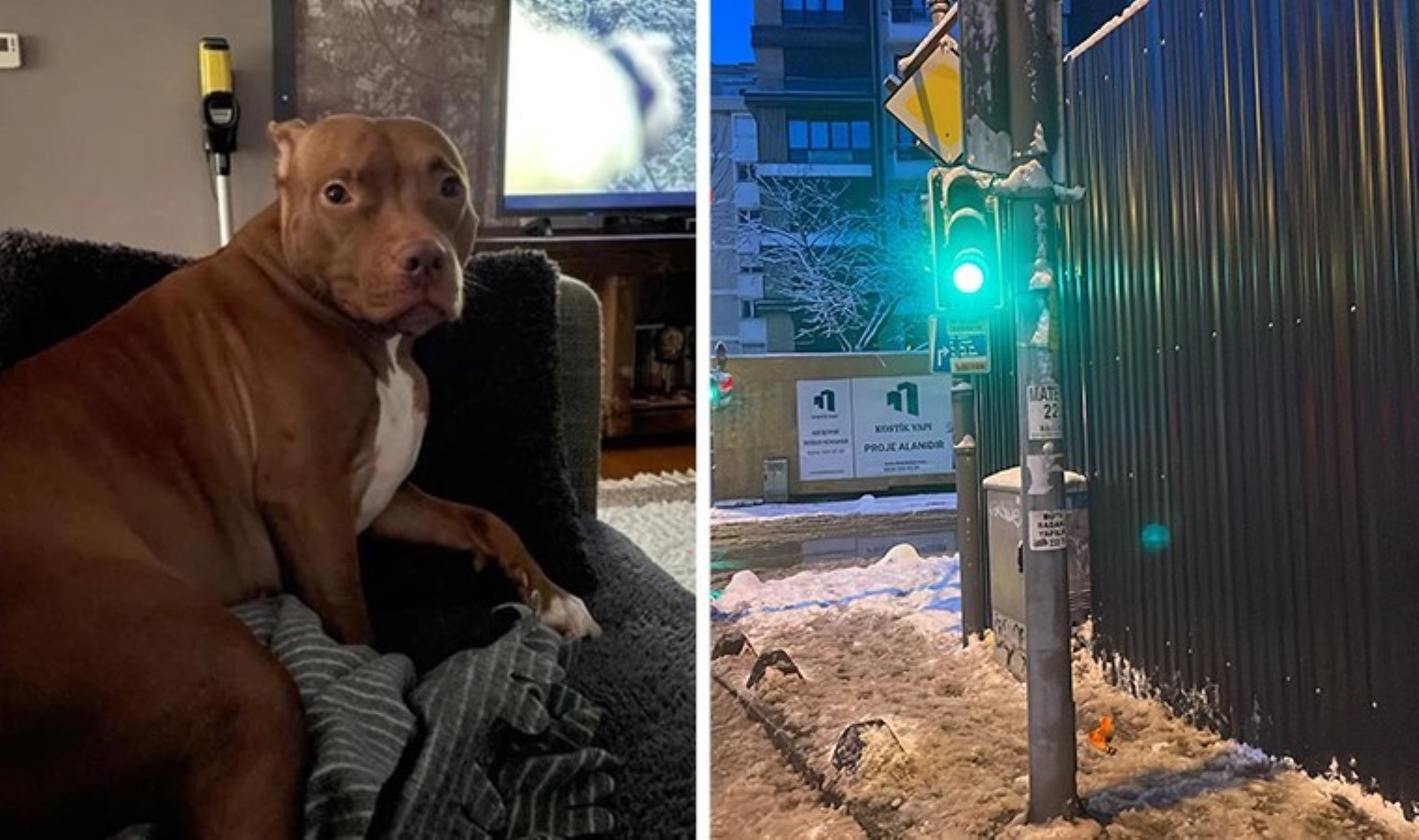 Sosyal medya bu olayı konuşuyor: Kadıköy’de akıma kapılan köpek ‘Rose’ hayatını kaybetti