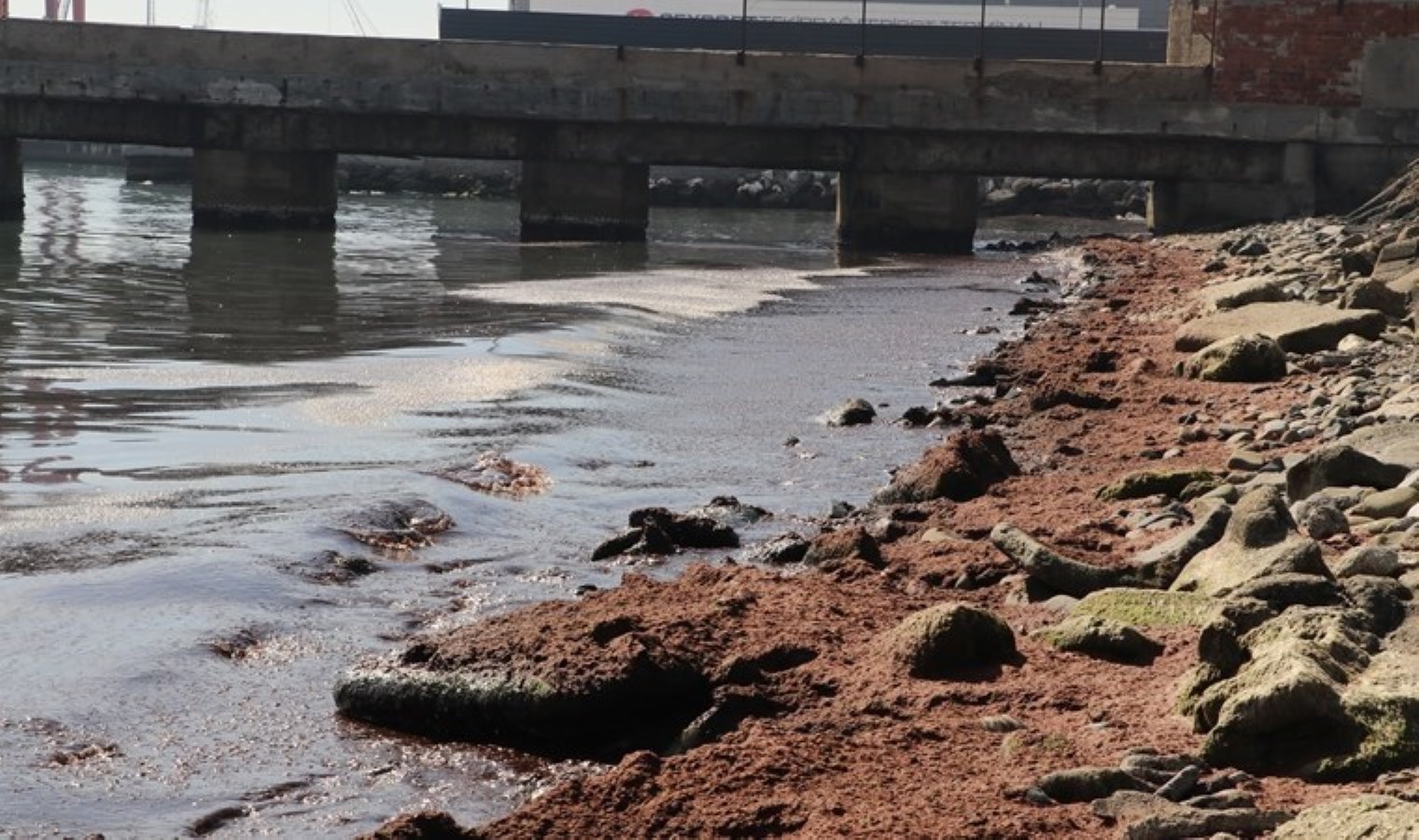 Tekirdağ’da sahil kırmızı yosunla kaplandı!