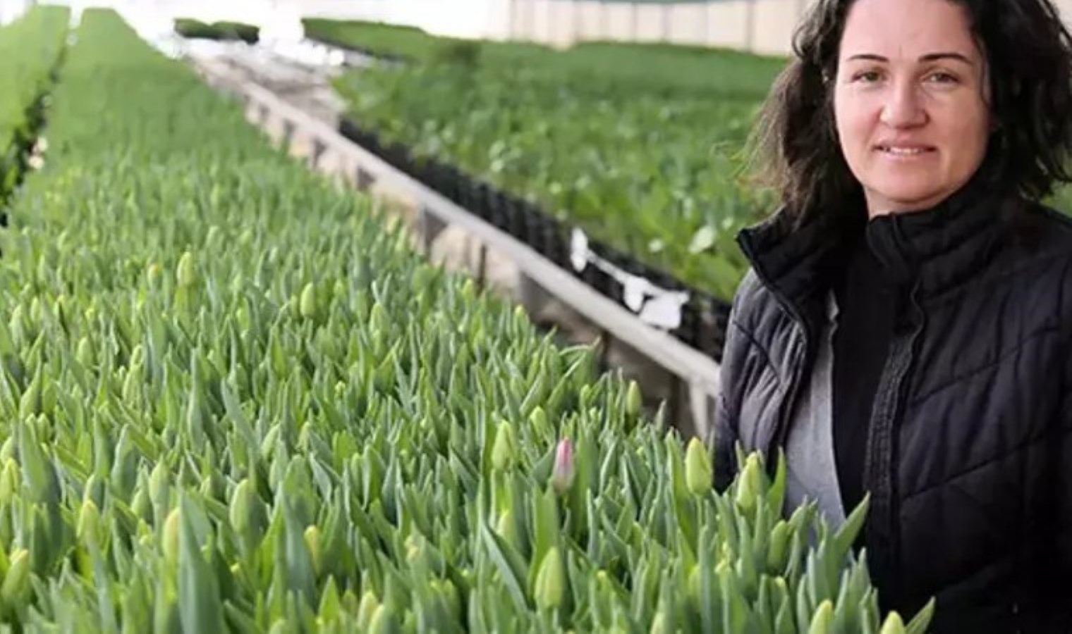 Toprakta değil suda yetişiyor! 1 dönümde 400 bin adet üretiliyor…