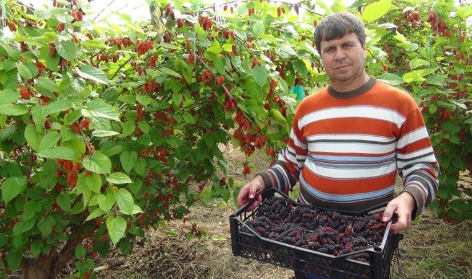 Turfanda yetişti! Kilosu 100 liradan yurtdışına satıldı….