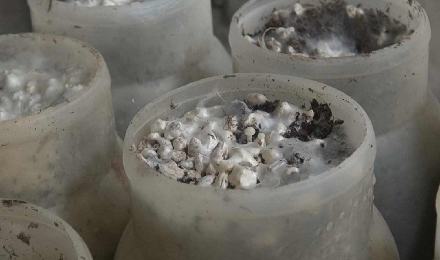 Türkiye’de henüz tanınmıyor: Faydası saymakla bitmiyor! Üç haftada bir hasat ediliyor….