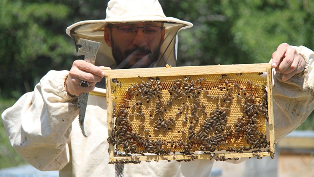 Türkiye’nin en ‘ballı’ şehri Ordu oldu