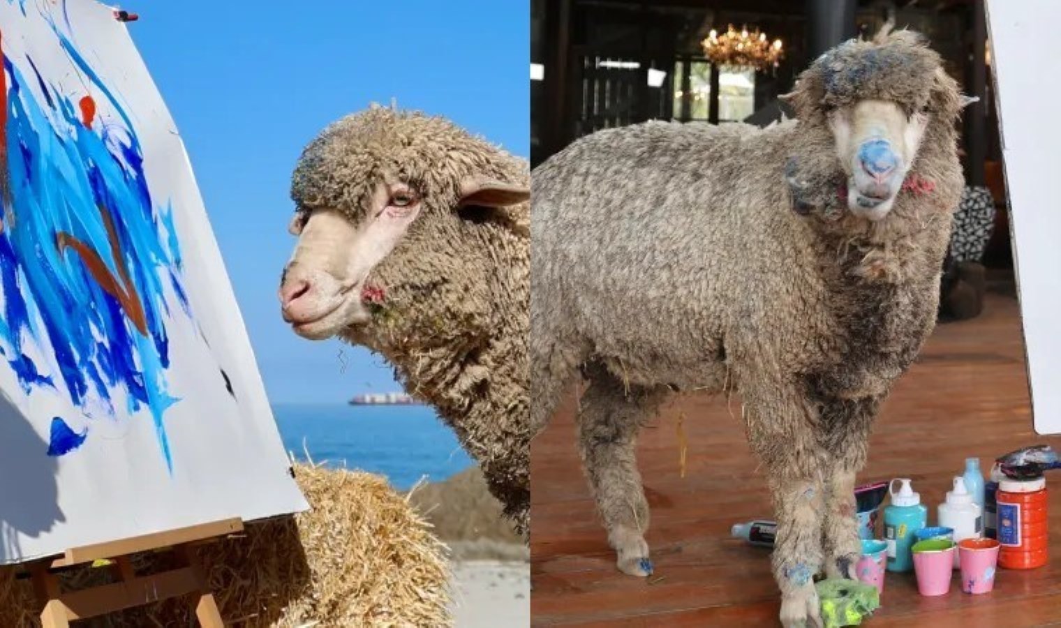 Ünlü ressam koyun ‘Baanksy’ kaçırıldı: Başına büyük ödül konuldu