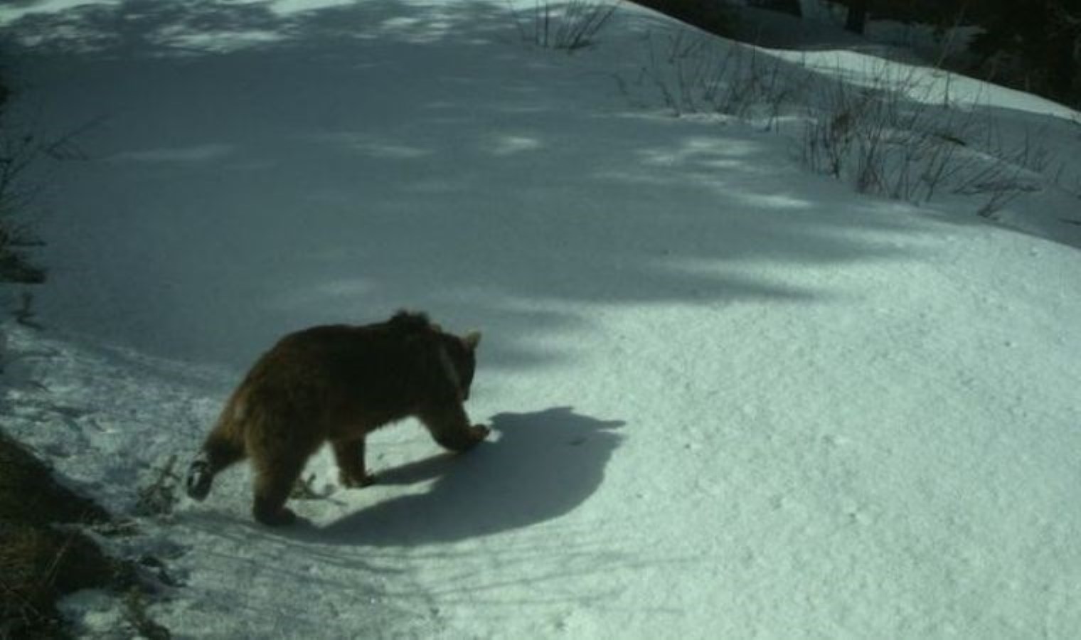 Uydu vericisiyle takip ediliyor: Tamamı kış uykusunda
