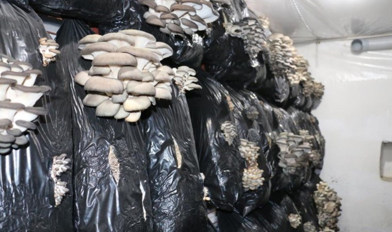 Üzümlü’de ilk kez yetiştirildi: Evinin alt katında üretmeye başladı…