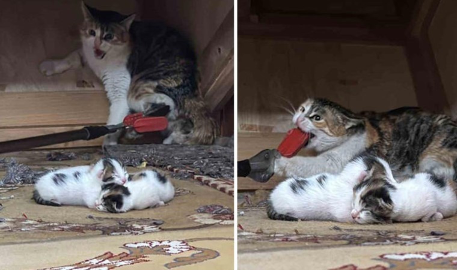 Vaaz kürsüsünün altına yavrulayan kedi, camiden atıldı