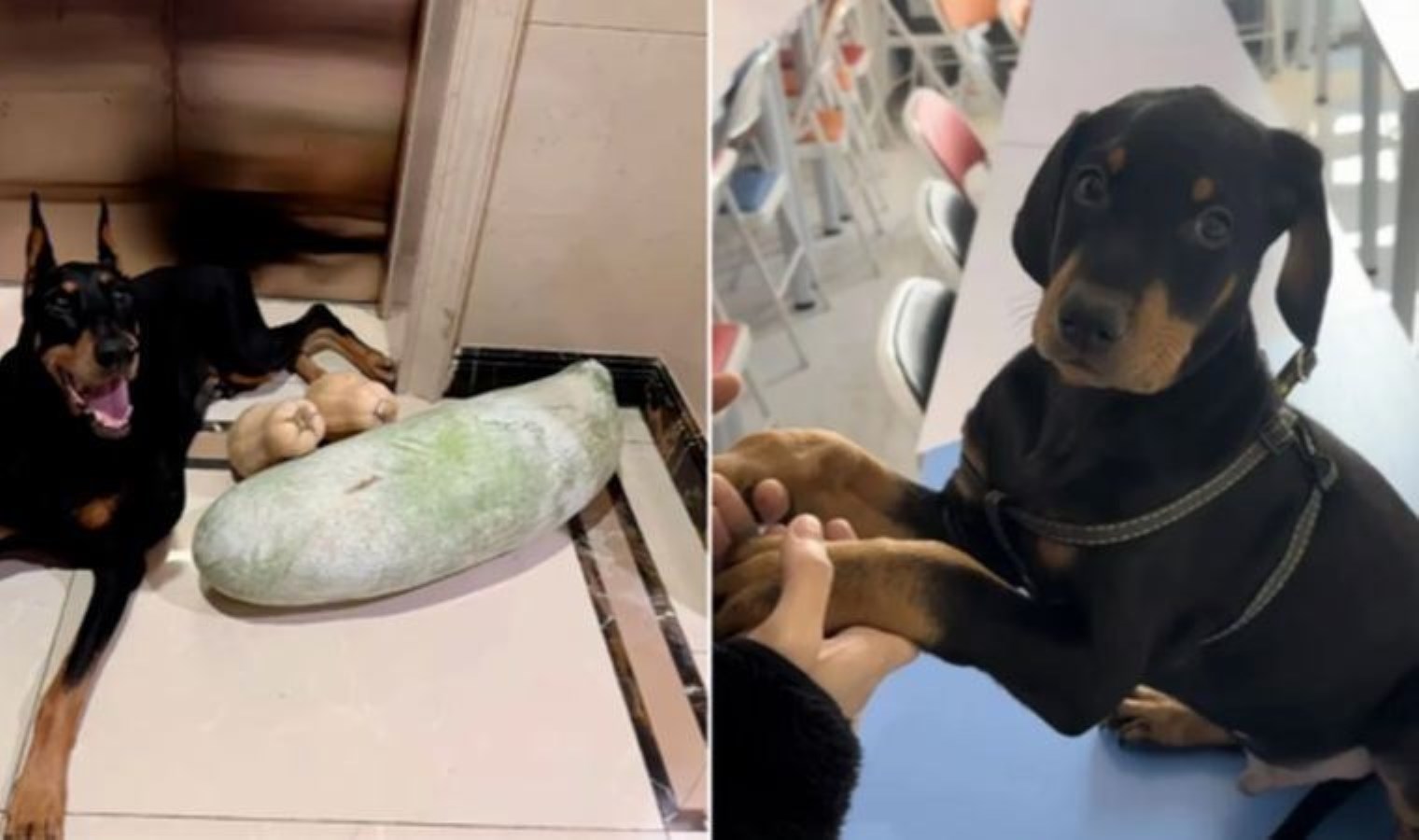 Yaşamını yitiren köpeği için servet harcadı: Klonlama yöntemiyle ‘yeniden’ doğdu