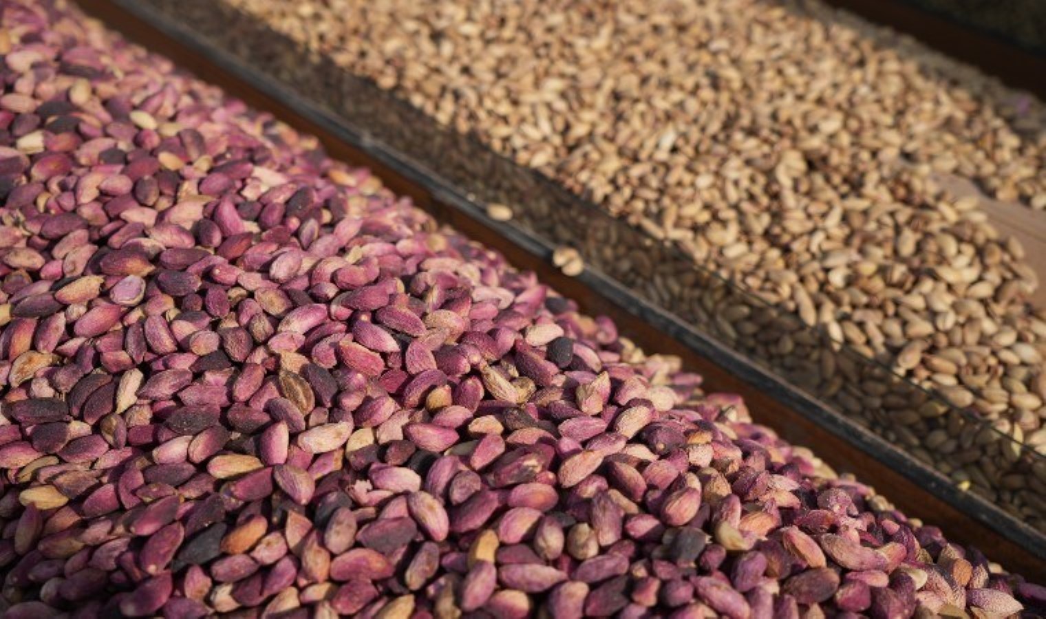 Yaşı güldürdü, kurusu üzdü! Kilosu en az 500 TL: Hasadı verimli geçmişti….