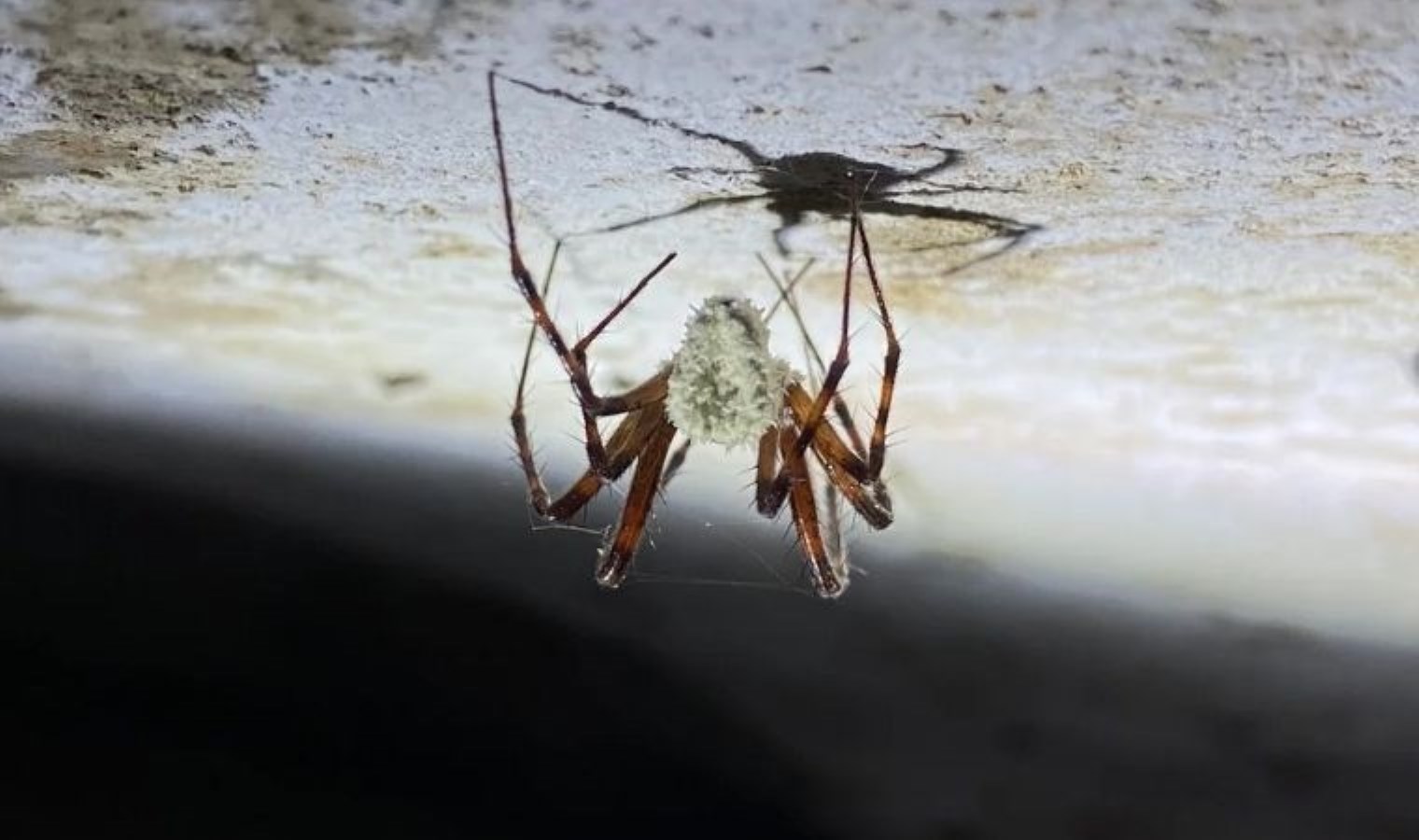 Yeni keşfedilen mantar türü örümcekleri zombileştiriyor: İnsanlık ‘The Last Of Us’ı yaşayabilir mi?