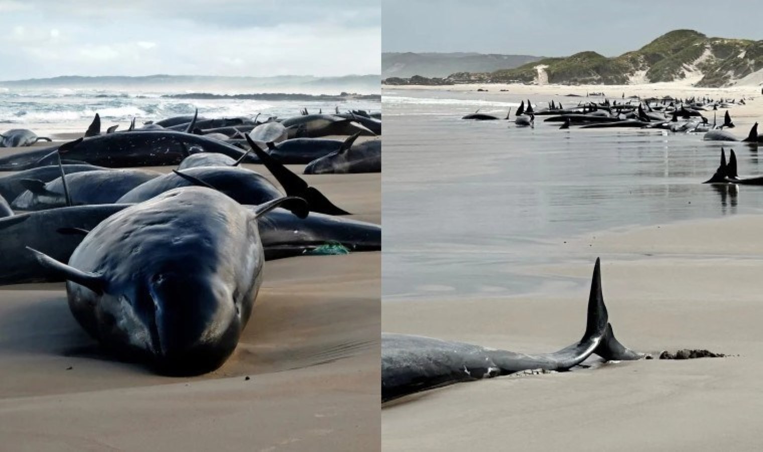 Yüzlerce katil balina karaya vurdu: Ötenazi kararı alındı!