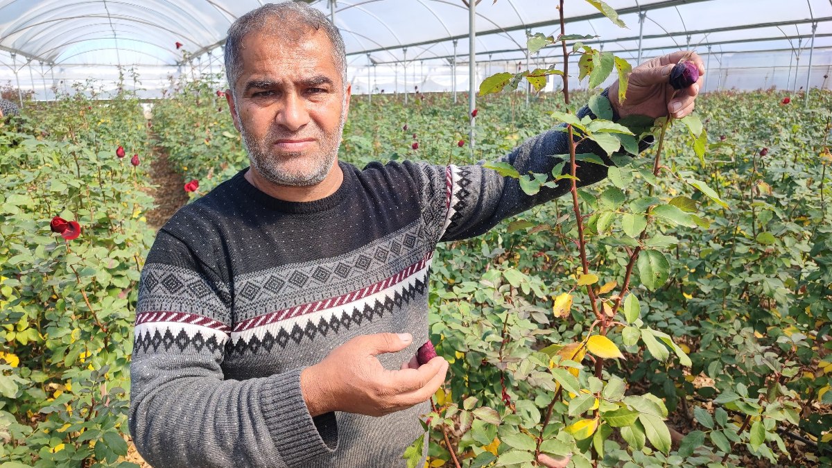 Adana’da zirai don gülü de vurdu