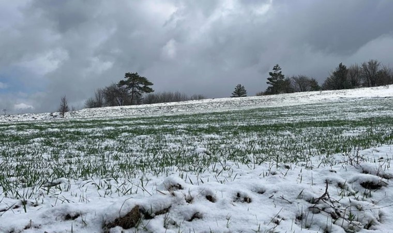 Ağustos ayında hasat edilecek: 12 bin yıllık lezzet
