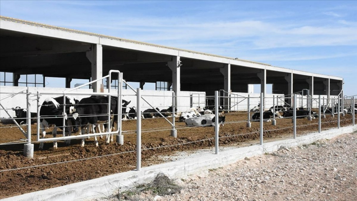 Aksaray’da kurduğu çiftlikte günlük 3 ton süt üretiyor