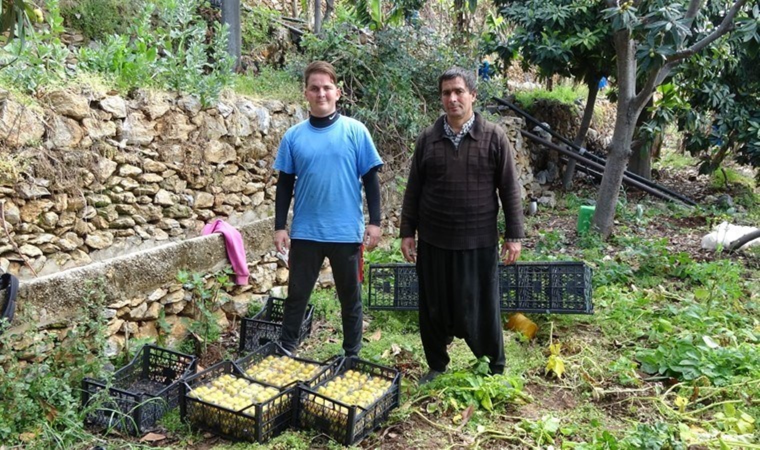 Alanya’nın coğrafi işaretli lezzeti: Hasadı 1 ay sürecek! Kilosu 150 TL…
