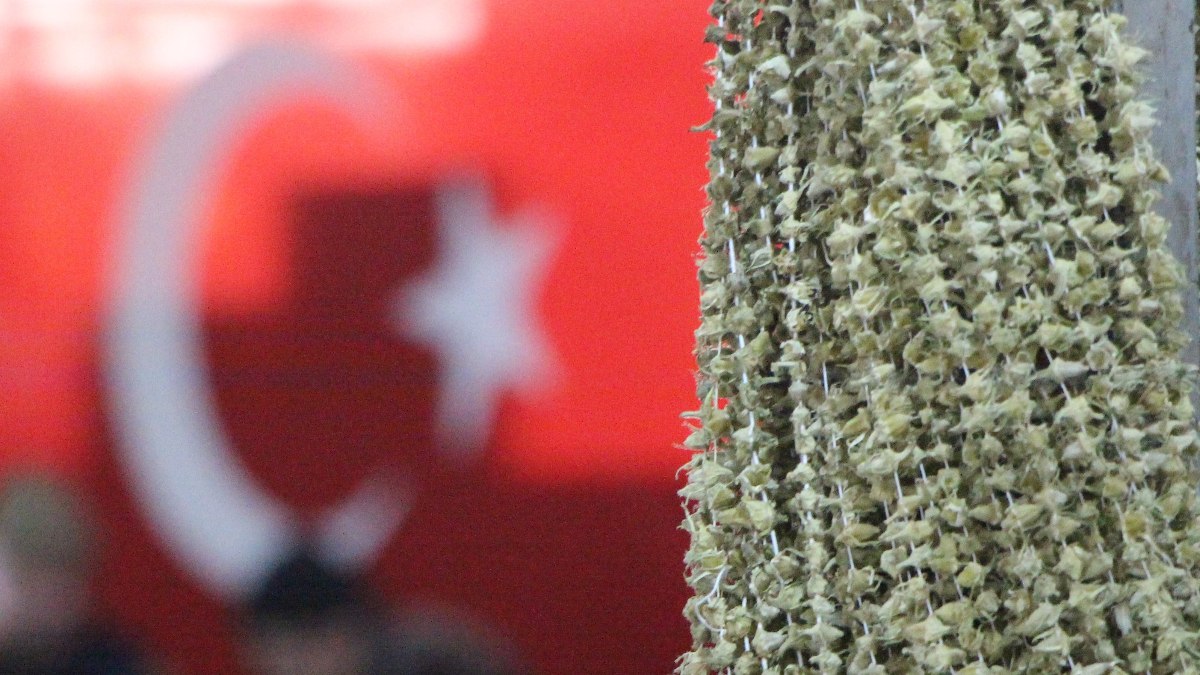 Amasya’da çiçek bamyasının fiyatı gram altınla yarışıyor