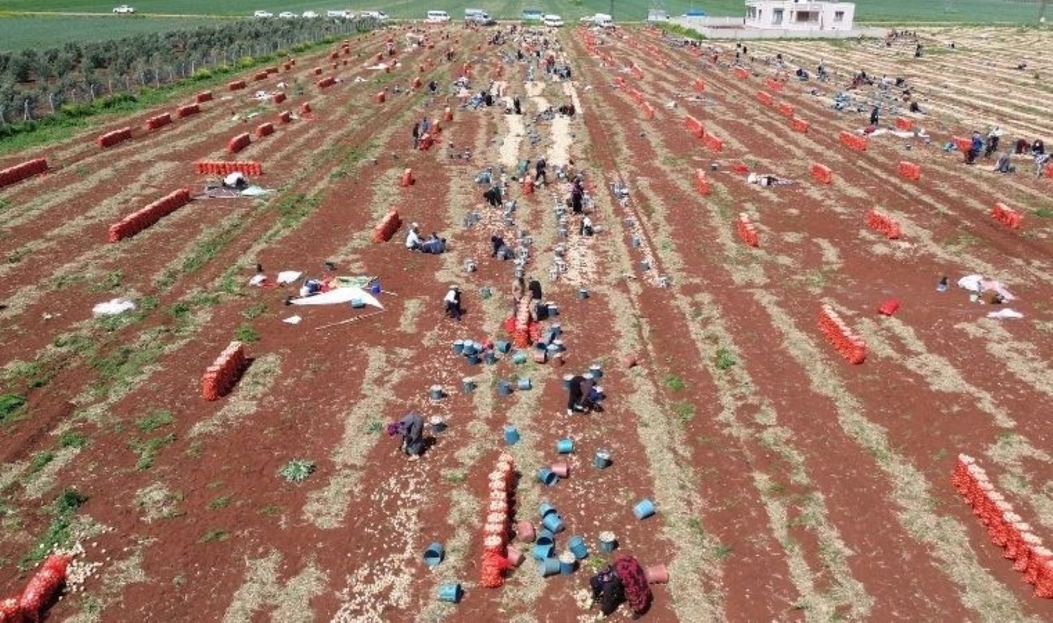 Amik Ovası’nda bereketli hasat: Tarlada kilosu 15 TL