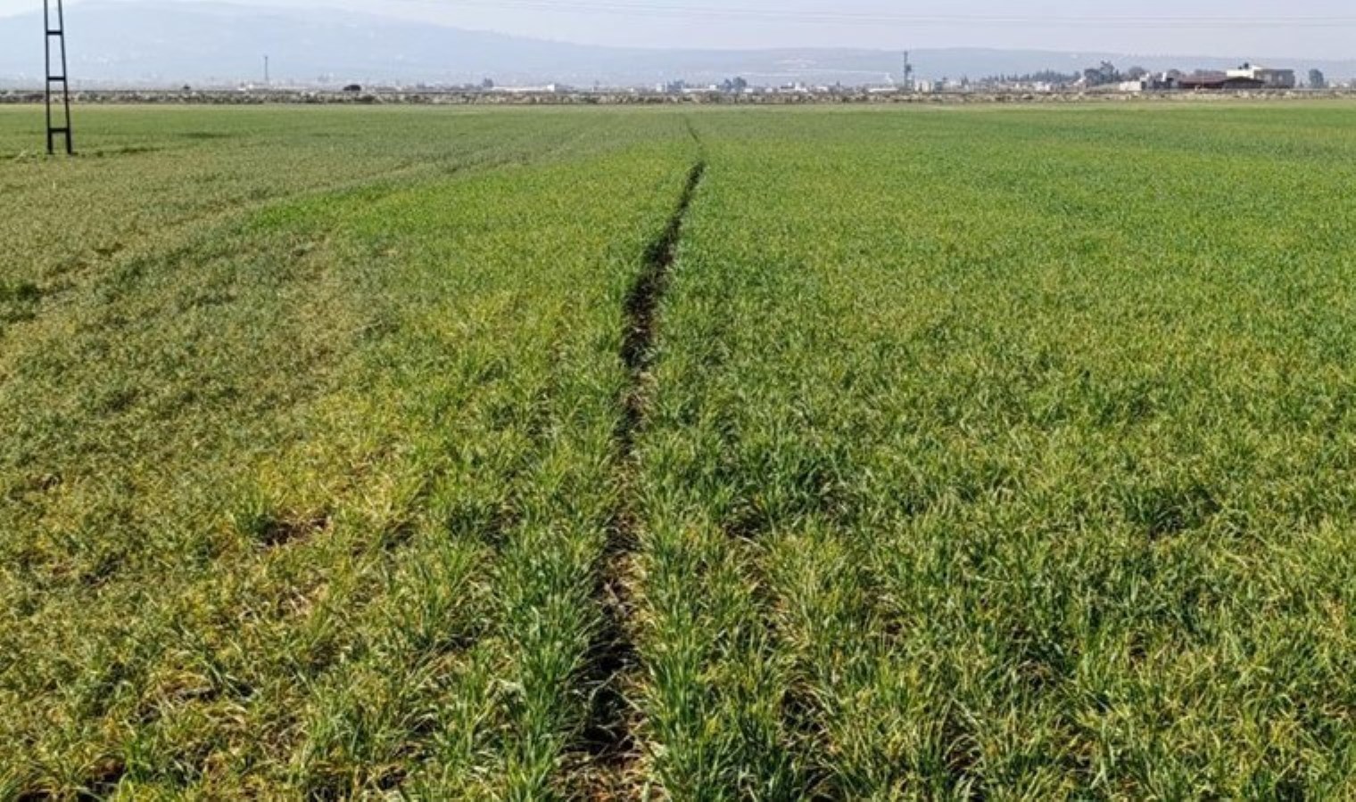 Amik Ovası’nda hasat zamanı endişe ile bekleniyor: ‘Üretimi olumsuz etkileyecek’