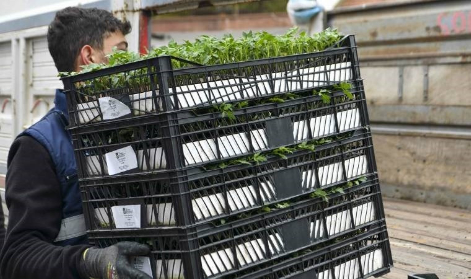 Ankara Büyükşehir Belediyesi’nden çiftçiye destek: 1 milyonun üzerinde erkenci sebze fidesi dağıtıldı