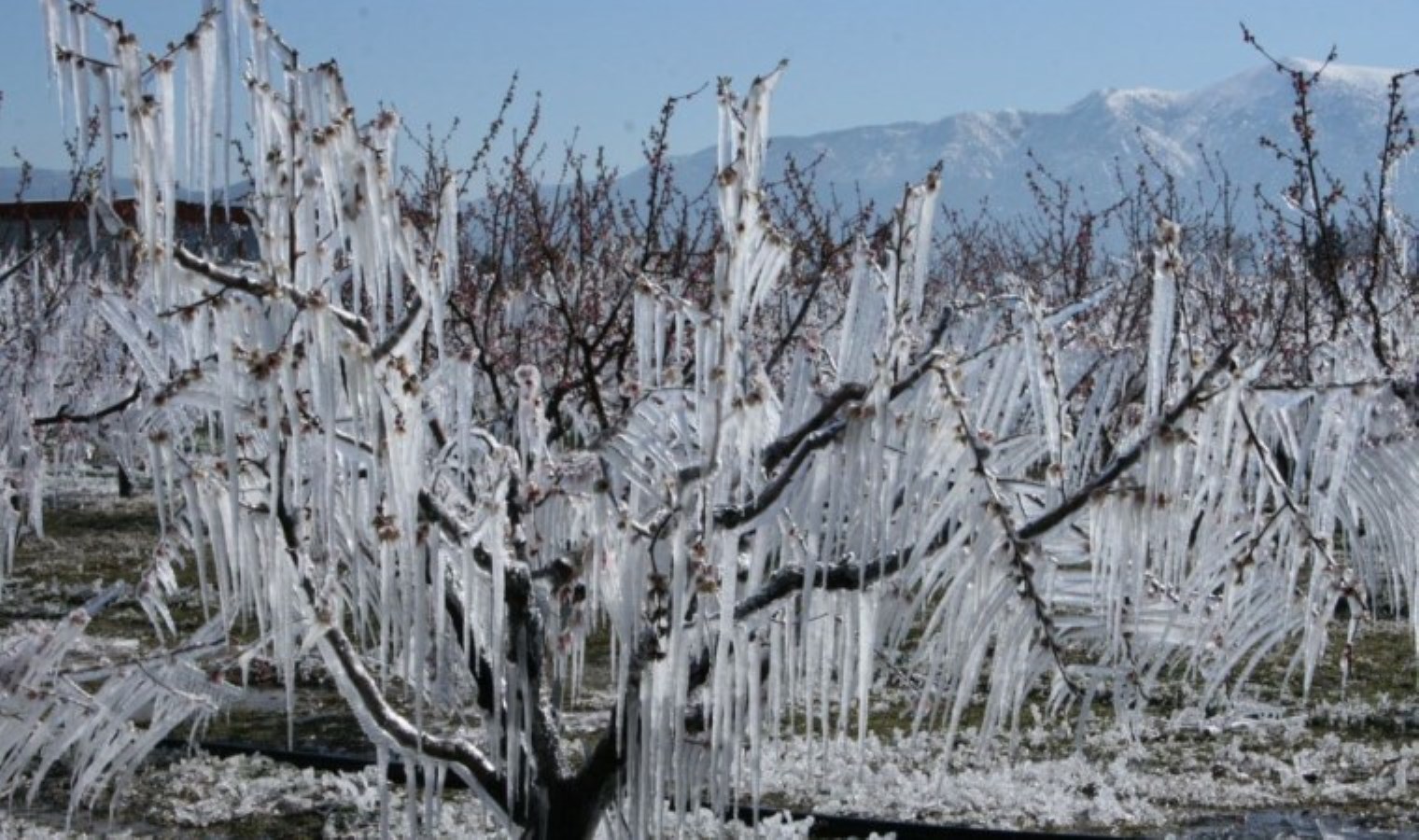 Ankara Valiliği’nden zirai don uyarısı