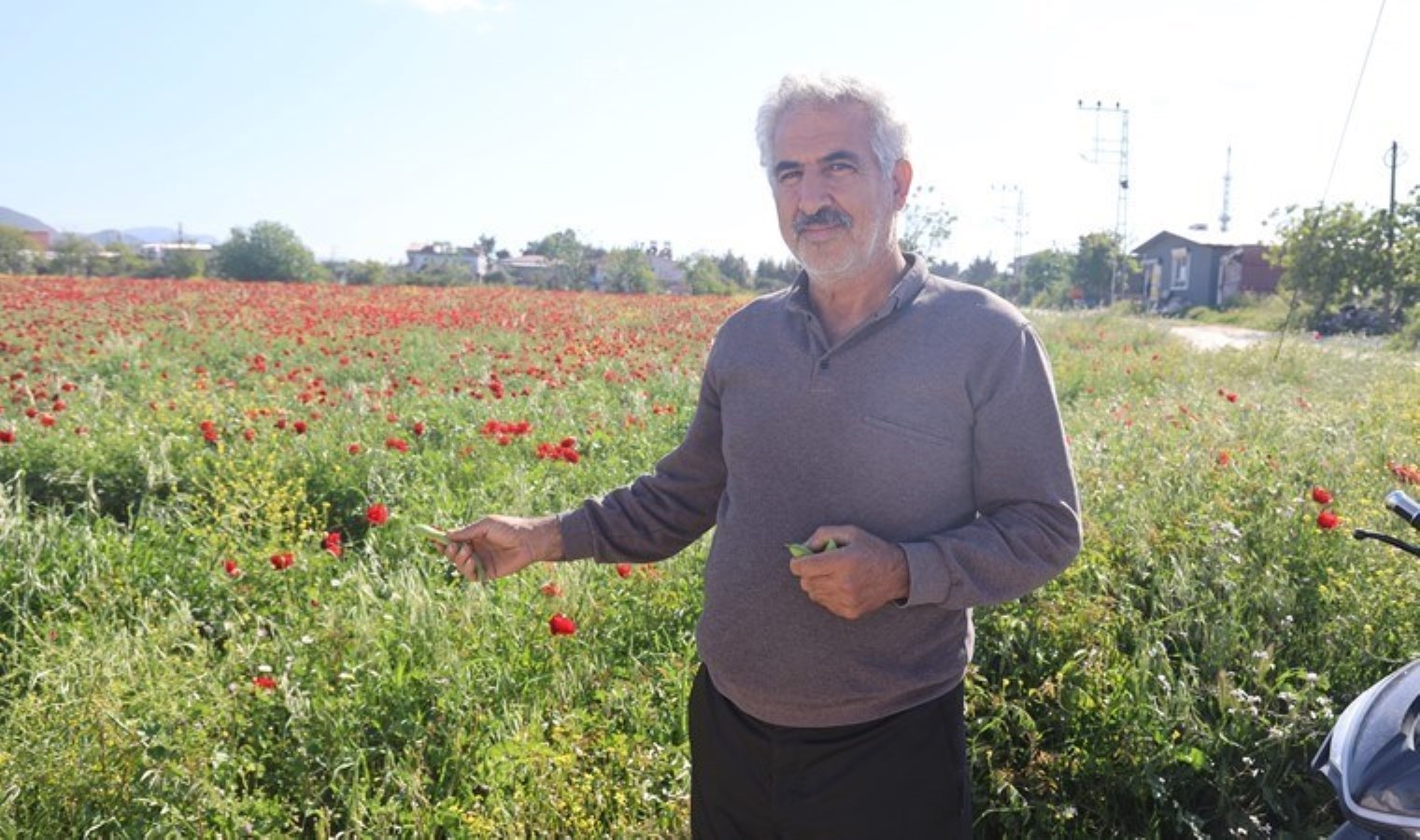 Antakya’da hasat için geri sayım başladı:  5 dönüm arazide yetişiyor!