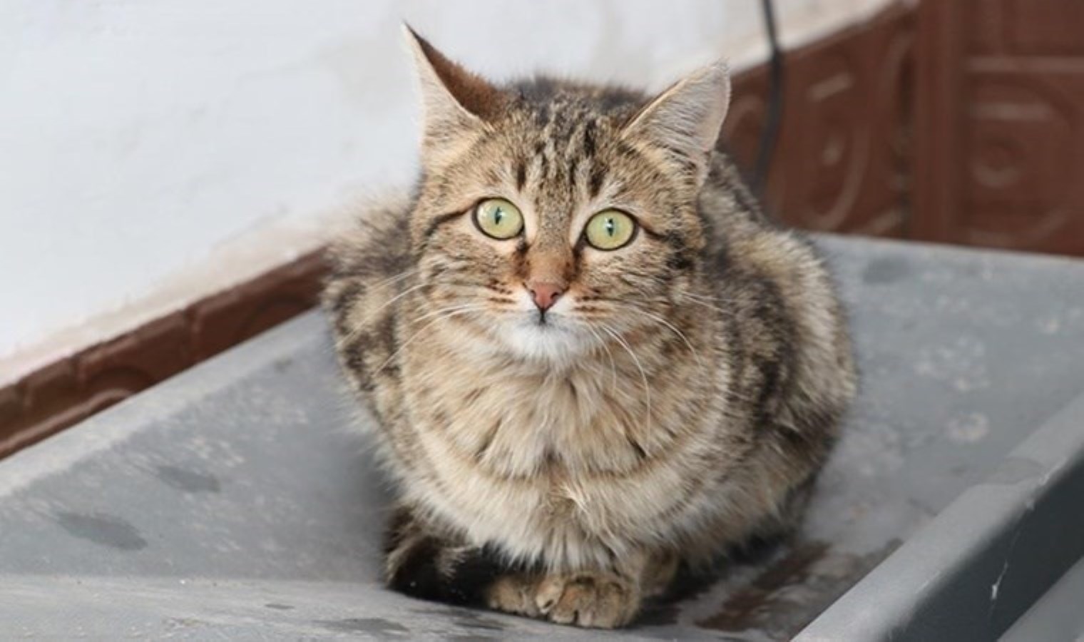 Antalya’da kedi ölümleri: Polis inceleme başlattı