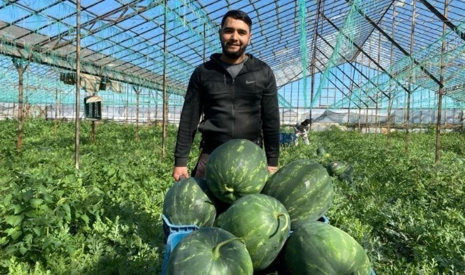 Antalya’da turfanda hasat yapıldı! İlk mahsuller Kahramanmaraş’a gönderildi