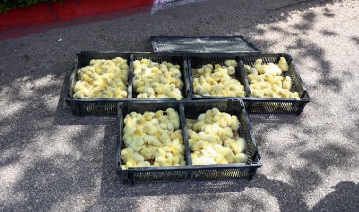 Antalya’da zabıta, otobüsle gönderilen 300 civcive el koydu