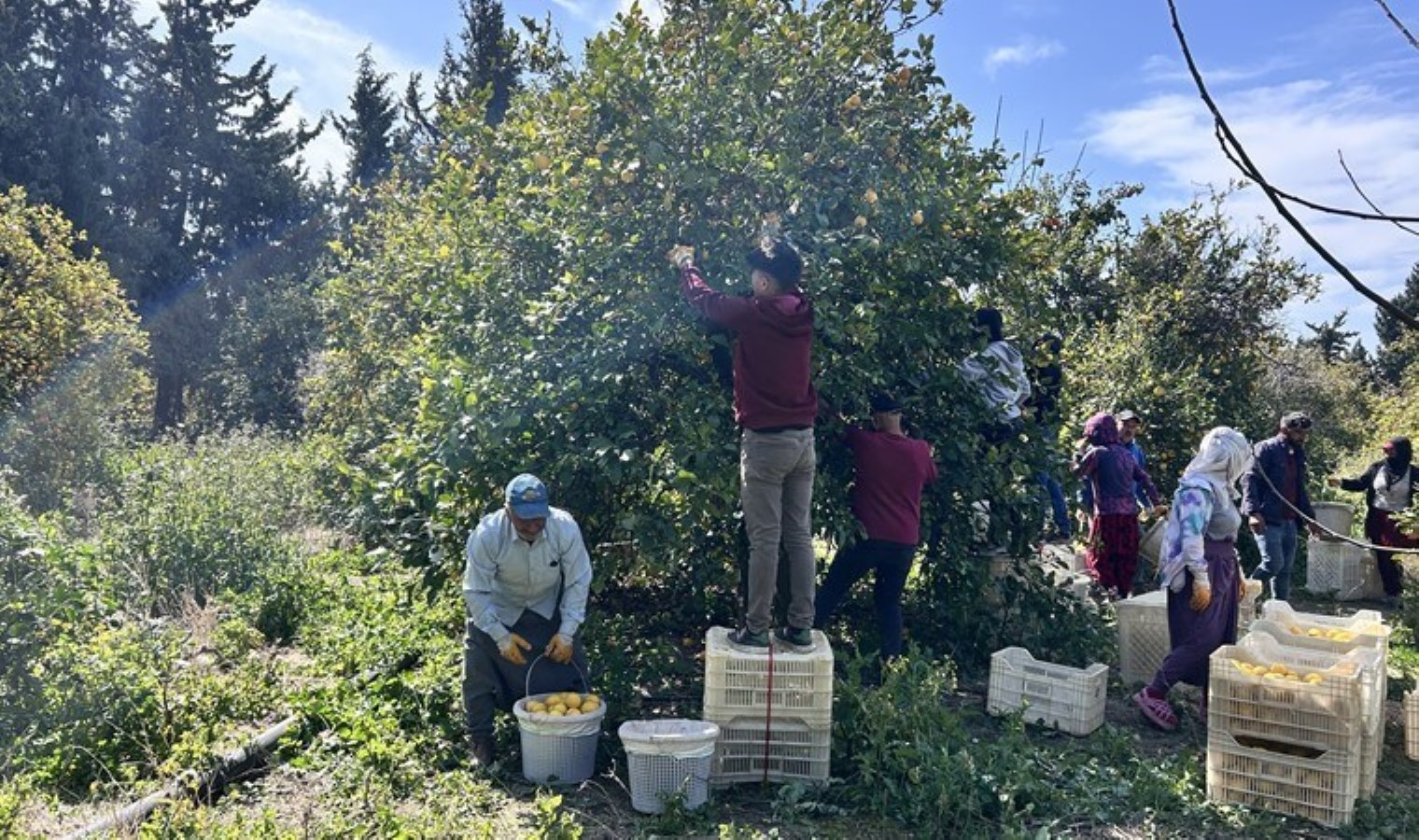 Arsuz’da dondan kurtarıldı: Markette 25 lira tarlada 15 TL!