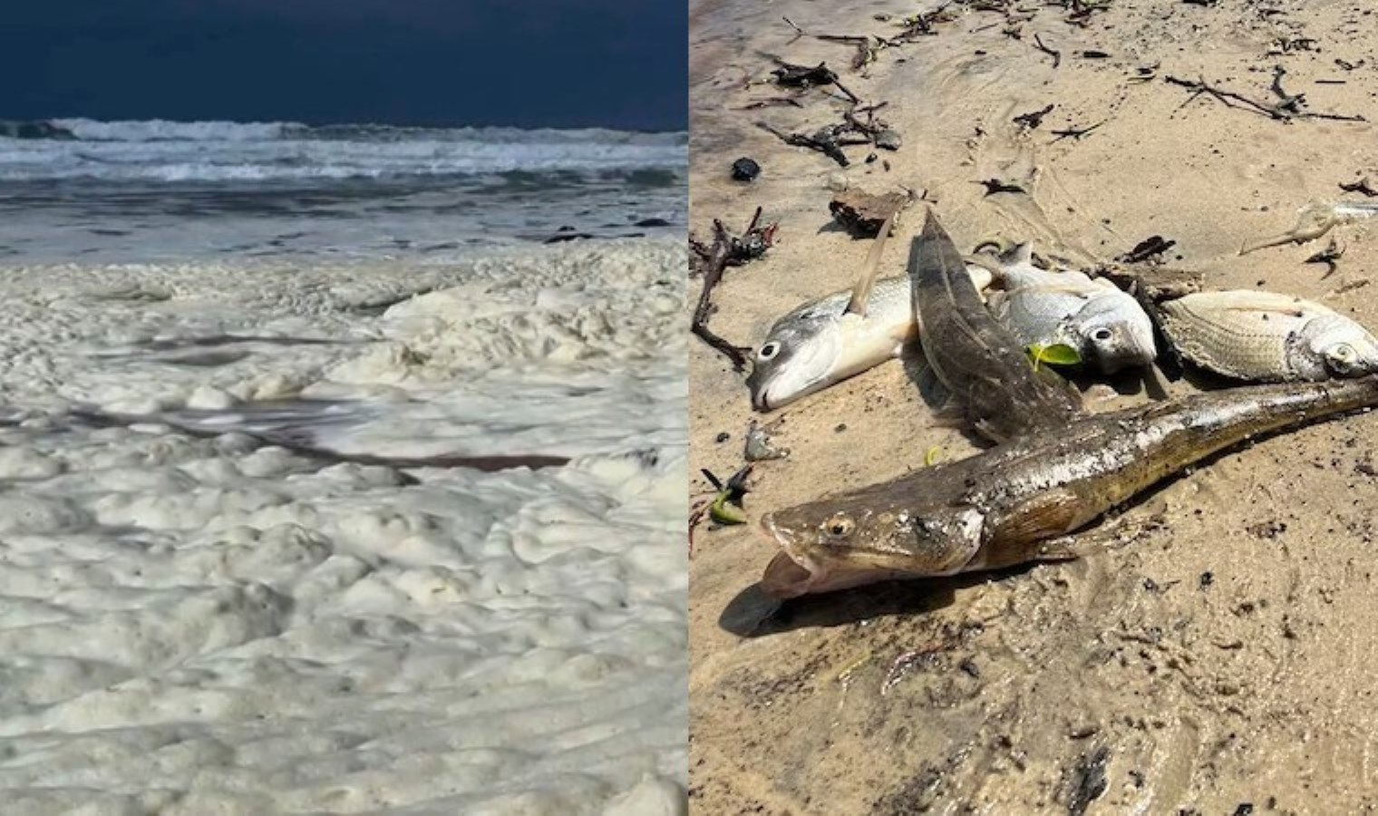 Avustralya sahillerinde gizemli köpük: Balıklar ölüyor, insanlar hastalanıyor