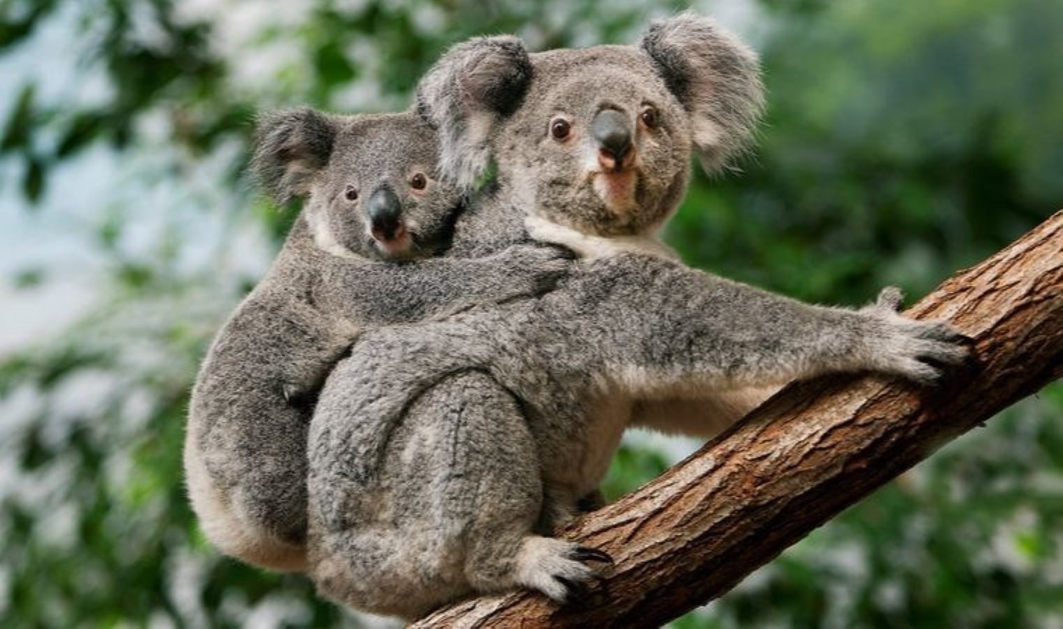 Avustralya’da yüzlerce koala helikopterden vurularak öldürüldü